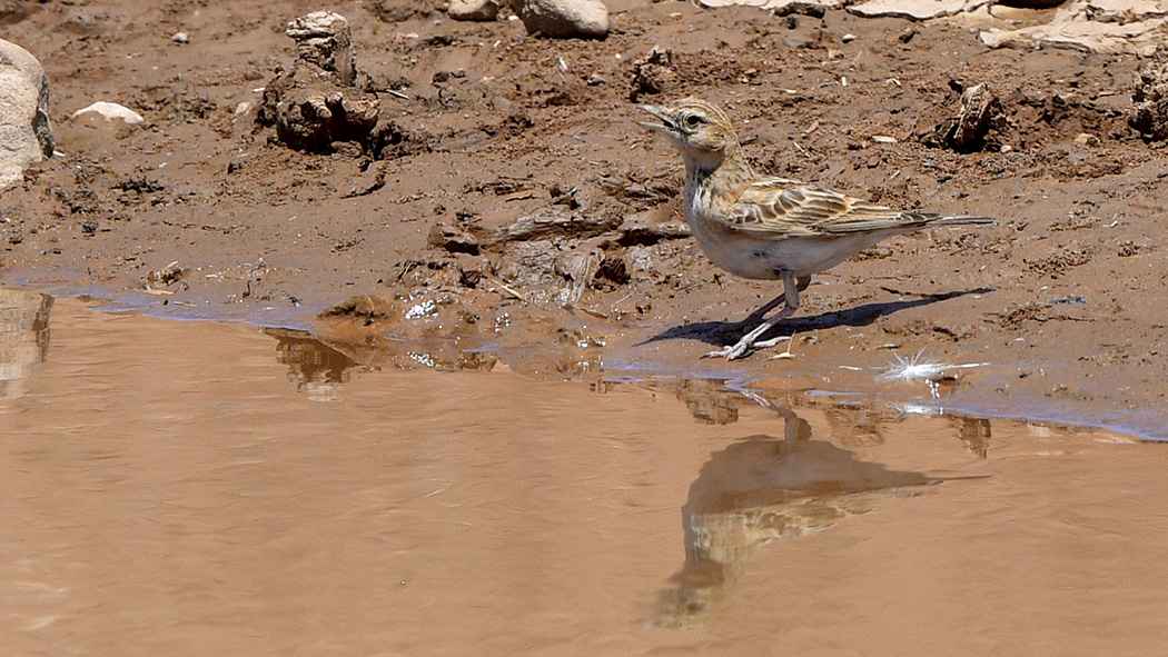 Greater Short-toed Lark
